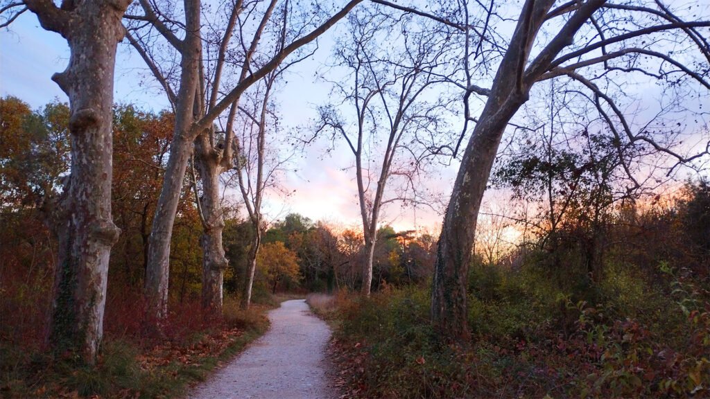 Soleil levant dans un parc en hiver, arbres dépourvus de feuille, chemin