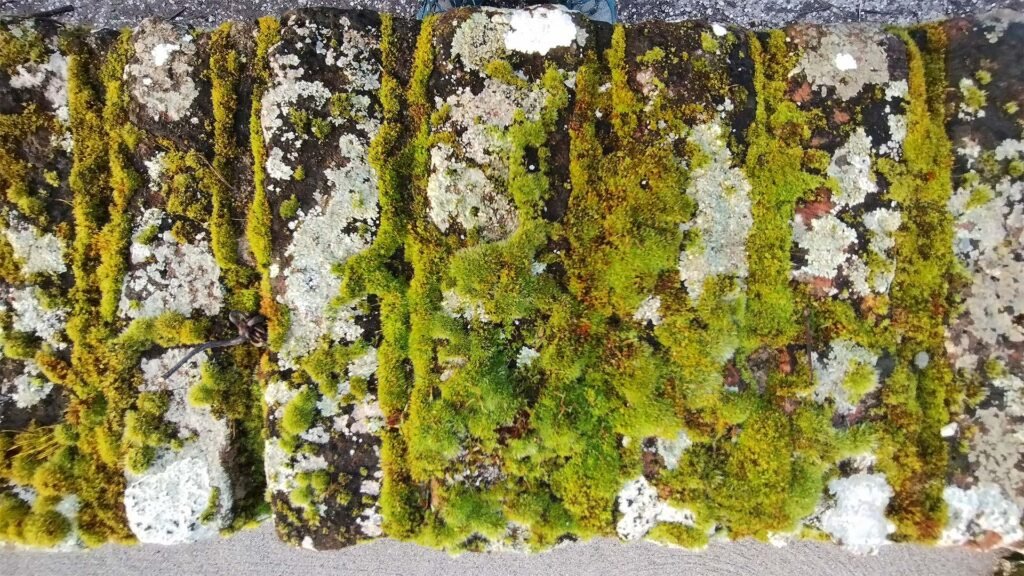 Gros plan de mousses sur un vieux mur