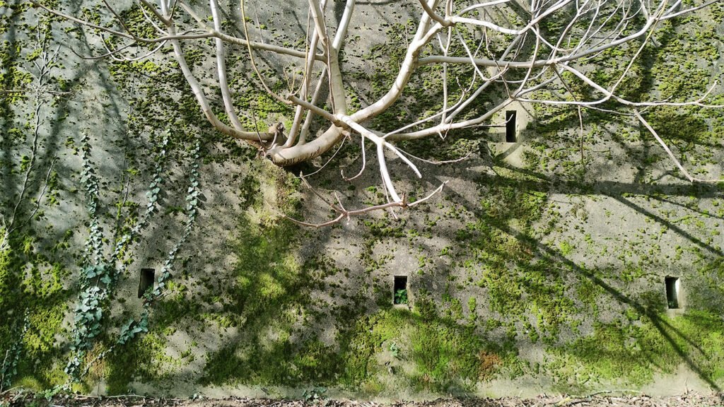 Arbre qui pousse sur un mur entouré de mousses